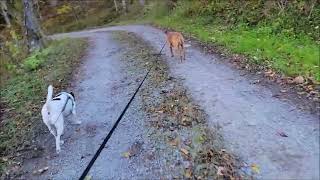 Two Long Walks - 2203-10-25