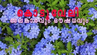 Koduveli: A Beautiful Herb with Medicinal Properties കൊടുവേലി അലങ്കാരവും ഔഷധവും #plumbago #koduveli