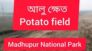 Learn about potato field Madhupur national park //আলু ক্ষেত সম্পর্কে জেনে নাও।#englishlanguage​​​