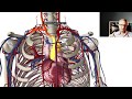 Blood Supply of the Brain