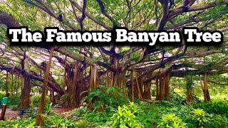 Visiting the FAMOUS Gigantic Banyan Tree | Legoland Florida