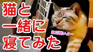 猫のデュフィと新居で朝まで一緒に寝てみたら…＜第3弾＞