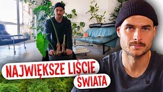 Największe liście świata? Alokazja olbrzymia - jak pielęgnować w domu!