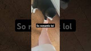 She's sooooo romantic #cat #cute #catlover #animals #kitten #music #theriantropy