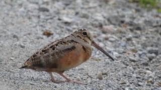 American Woodcock, struttin' it's stuff.