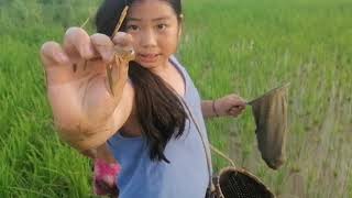 เก็บหอยเก็บปู ตามทุ่งนาธรรมชาติ🇱🇦