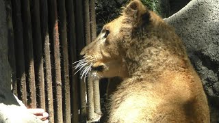 甘えてナデナデしてもらいたいクレイ君（仔ライオン）とべ動物園