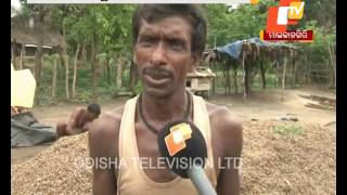 Plight of groundnut farmers in Malkangiri