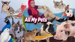 All My Pets 2018 | Happy Tails Zoo