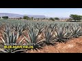 Ever wonder how tequila is made? Jose Cuervo showed us the ropes and it has us like: 😮! 🍹 Happy #N