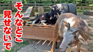 そんな事をされたら困るよ…　介護ヤギ「うしお」 2022年5月19日 Goat Farm 手作りヤギ牧場　吉がけ牧場