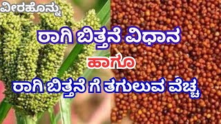 ರಾಗಿ ಬಿತ್ತನೆ ವಿಧಾನ ಹಾಗೂ ತಗುಲುವ ವೆಚ್ಚ|Ragi cultivation|Kannada|Ragi sowing|Finger Millet | veerahonnu