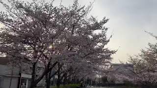 【3月30日（水）】姫路城前の公園は桜が見頃を迎えていますっていう動画。4Kで再アップしたいですな。