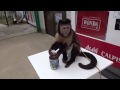 world s most intelligent monkey