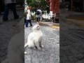 今日はどのカフェ行こうかニャ istanbul トルコ イスタンブール 猫 感動猫動画