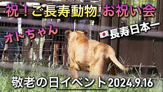 ㊗️ご長寿動物お祝い会【のんほいの敬老の日】 #のんほいパーク #豊橋動物園 #敬老の日 #長寿 #ライオン #オト #日本一 #旭山動物園