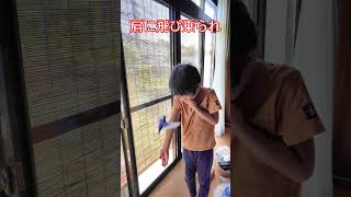 インコに肩に乗られ固まる6歳児#shorts