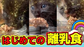 「フルフル～ブルブルルブル…」子猫の初めての離乳食あるある！全身で震えながら食べる。【ロイヤルカナンってやっぱすごい】★8日目〈保護猫〉～Kitten growth record～