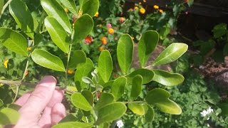 What’s wrong with my mountain laurel |Daphne Richards |Central Texas Gardener