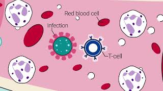 CAR T-Cell Therapy at Mass General Brigham Cancer Institute