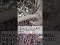 マキ 生垣 をトリマーで刈り込み 強剪定 イヌマキ【造園　植木屋　庭師　庭木　樹木　職人　刈込み剪定】