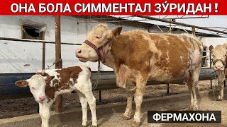 ОНА БОЛА СИММЕНТАЛ СИГИРЛАР ЗУ́РИДАН СИЗ СУ́РАГАН ВИДЕО ФЕРМАХОНА !!! ХОРАЗМ БОЗОР