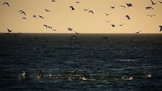 Seabird Feeding Frenzy || ViralHog