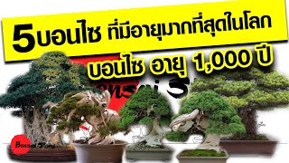 5 บอนไซที่อายุยืนที่สุดในโลก, ต้นไม้อายุ 1,000 ปี, 1,000 year old Bonsai, Old Bonsai tree