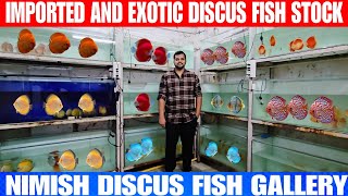 Imported And Exotic Discus Fish Stock | At Nimish Discus Fish Gallery In Navi Mumbai