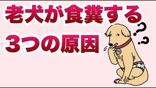 老犬がウンチ食べる（食糞）３つの原因と対処法【獣医師解説】