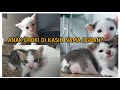 MASIH BINGUNG SAMA NAMA ANAK ANAK KUCING || Chlowie The Squad