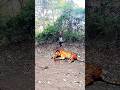 Jangle Tiger🐅🐅Play with Beby Deer🦌🦌🦌😳 viral 😳 #reels #wildlife #animals #tiger