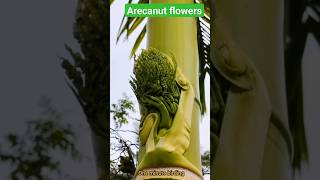 Arecanut Flowers | Betelnut flowers | Betelnut tree #arecanut #homegarden