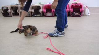 犬の幼稚園 彩羽ちゃんとトレーニング