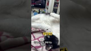 극락 맛보는 고양이 #고양이 #cat #catvlog #고양이일상