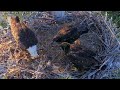 456🦅captiva eagle nest／clive💗connie／dasher u0026 dancer ／window to wildlife／captiva eagle cam