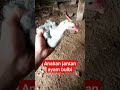 cara membedakan ayam bulbi jantan dan betina