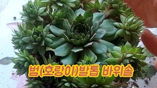 호랑이 발톱 바위솔 알아보기