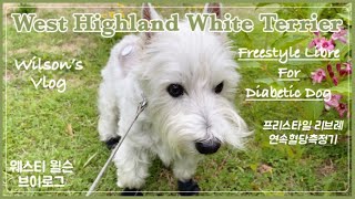 Westie Wilson #52 당뇨견 연속혈당측정기 #freestylelibre for my diabetic dog #웨스티 #westie