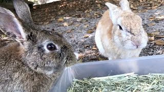 Rabbit: “I ate hay and I got thirsty.”