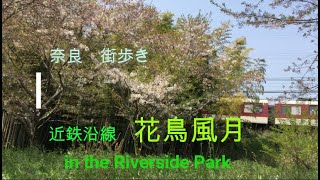 奈良　街歩き⑪　近鉄沿線・花鳥風月 in the Riverside Park in 大淀 (with English subtitles)　スーツさんが神と呼ぶ近鉄電車ファン必見！