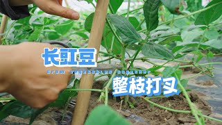 【蔬菜種植】長豇豆如何整枝打叉？