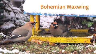 A flock of Bohemian waxwings eat apples on the snowy day 💛💚🦜🦜🦜