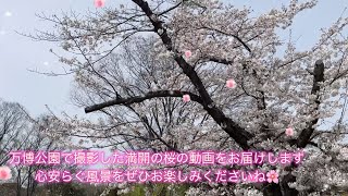 2024.4.6万博公園の春を満喫！ソメイヨシノの桜！しだれ桜の魅力をたっぷり