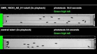 GMR_16C03_AE_01_shi_Apollo_20111014T135730 phototaxis (seq4)