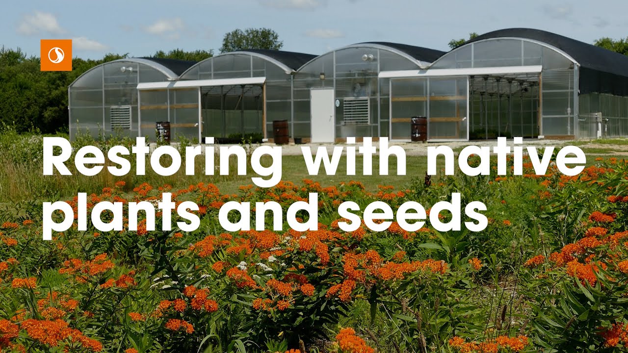 Growing Native Plants For Better Ecosystem Restoration Projects Youtube