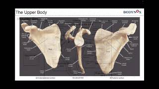 [BODYNOX Basic Anatomy 4]