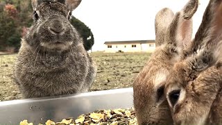 大久野島のうさぎがいかにカラスを恐れているかがわかる一幕