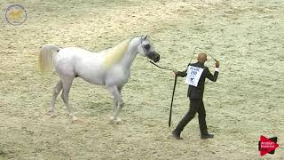 N.190 ALEXXANDERR - Dubai 2019 - Stallions 4- 6 years old