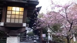 2014 下落合の永川神社-ｲ Early Spring at a Shrine 140304